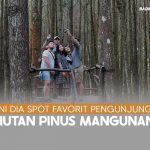 Hutan Pinus Mangunan Jogja Punya Spot Foto Kece